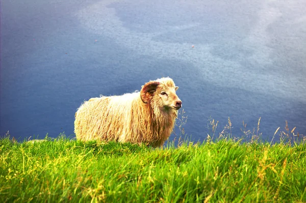 La natura delle Isole Faroe nell'Atlantico settentrionale — Foto Stock