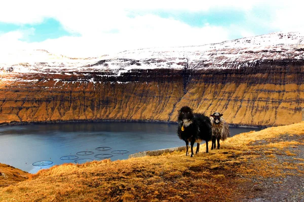 Faroe Adaları Kuzey Atlantik'teki doğası 