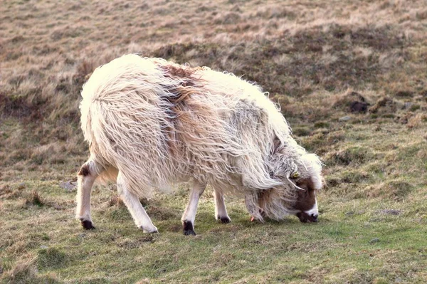 De aard van de Faeröer in de Noord-Atlantische Oceaan — Stockfoto