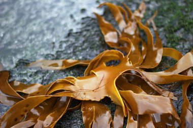 Kuzey Atlantik'te bir sahilde deniz yosunu 