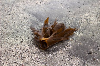 Kuzey Atlantik'te bir sahilde deniz yosunu 