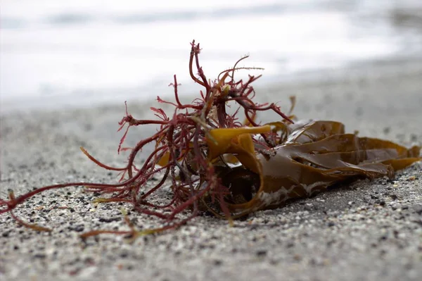 Algues sur une plage de l'Atlantique Nord — Photo