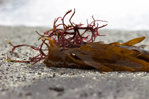 Algues sur une plage de l'Atlantique Nord — Photo