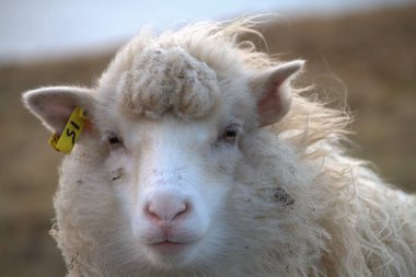 Kuzey Atlantik'teki yaban hayatı 