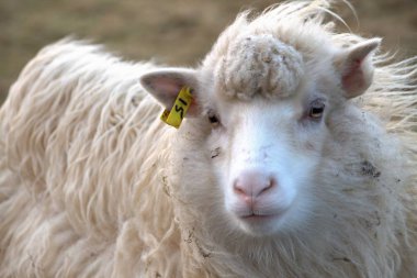 Kuzey Atlantik'teki yaban hayatı 