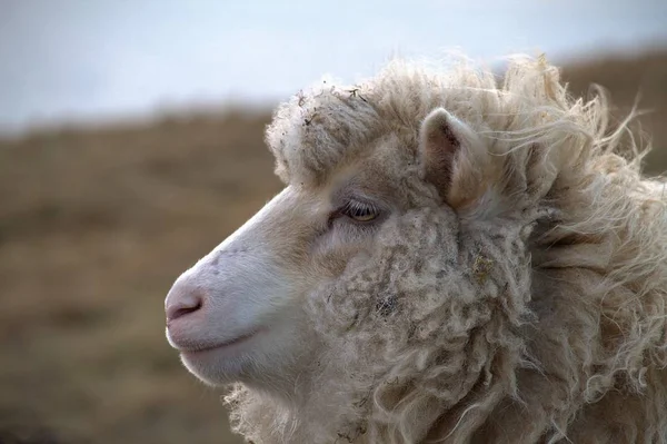 Kuzey Atlantik'teki yaban hayatı 