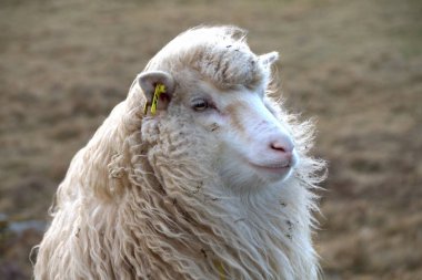 Vahşi hayvanlar bölümünde Kuzey Atlantik'teki Faroe Adaları 