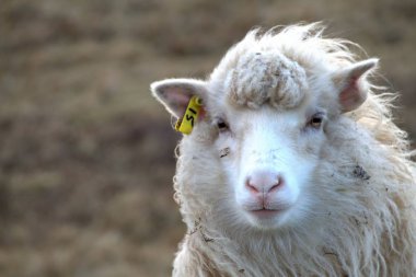 Vahşi hayvanlar bölümünde Kuzey Atlantik'teki Faroe Adaları 