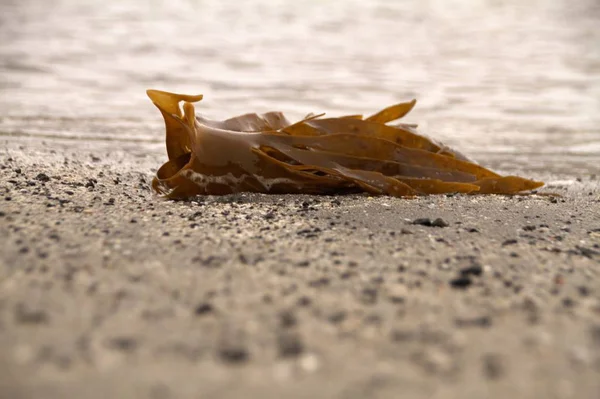 Algues sur une plage des îles Féroé — Photo