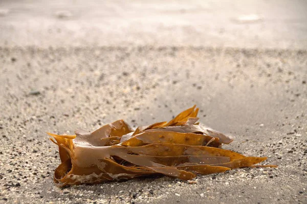 Algas marinhas em uma praia nas Ilhas Faroé — Fotografia de Stock