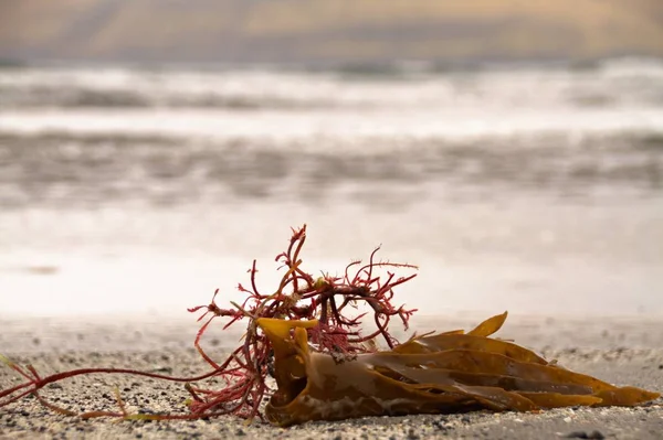 Algas marinhas em uma praia nas Ilhas Faroé — Fotografia de Stock