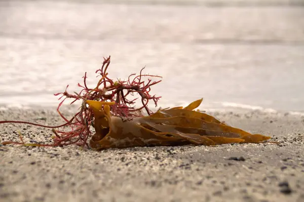 Algues sur une plage des îles Féroé — Photo