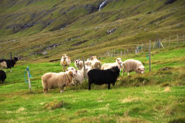 Faroe Adaları'nda yaban hayatı 