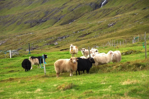 Fauna selvatica nelle Isole Faroe — Foto Stock