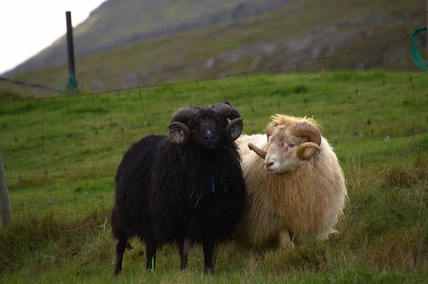 Fauna selvatica nelle Isole Faroe — Foto Stock