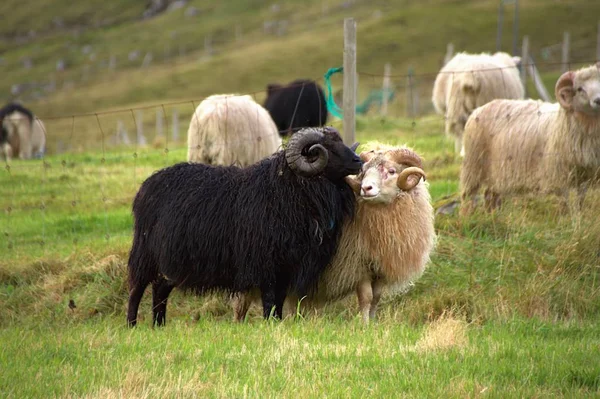 Fauna selvatica nelle Isole Faroe — Foto Stock