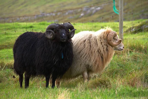 Vida selvagem nas Ilhas Faroé — Fotografia de Stock