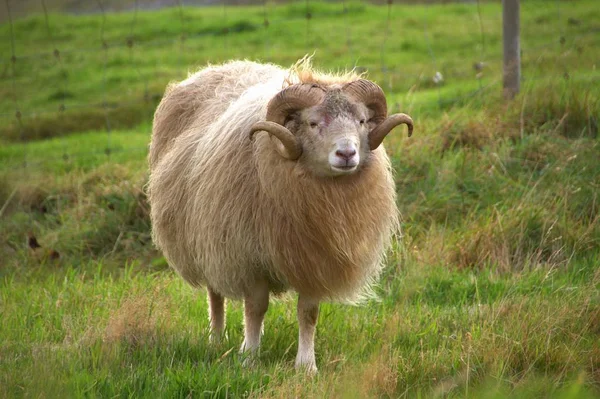 Wildtiere auf den Färöern — Stockfoto