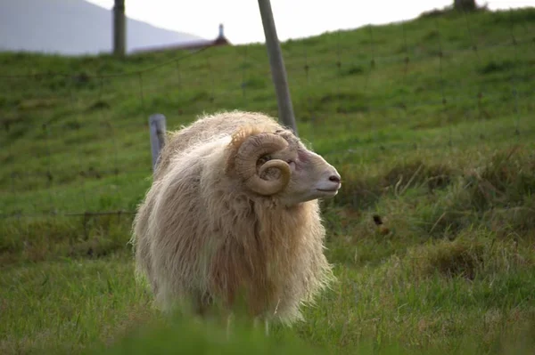 Fauna selvatica nelle Isole Faroe — Foto Stock