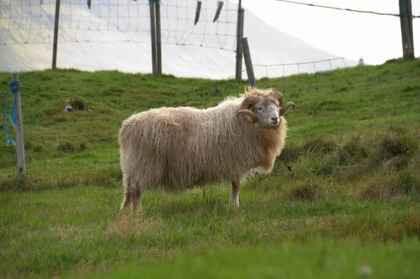 Wildtiere auf den Färöern — Stockfoto