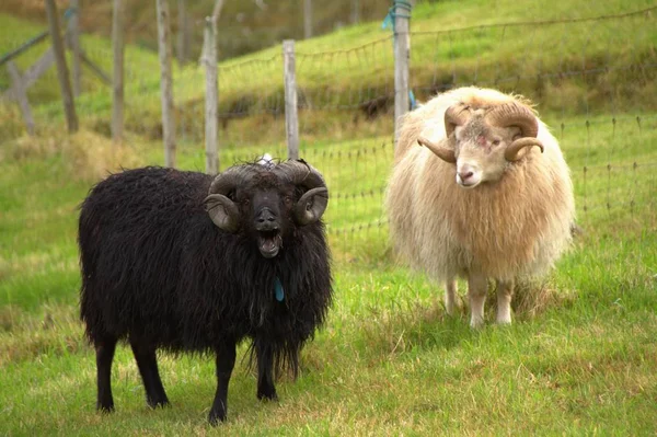 Fauna selvatica nelle Isole Faroe — Foto Stock