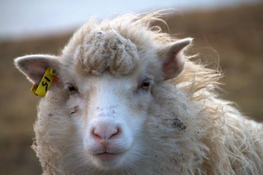 Faroe Adaları doğadaki yaban hayatı 