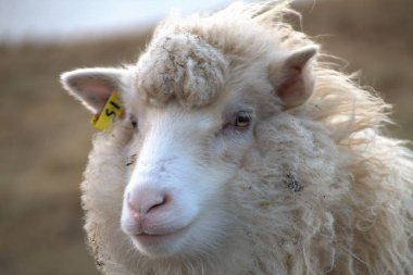 Faroe Adaları doğadaki yaban hayatı 