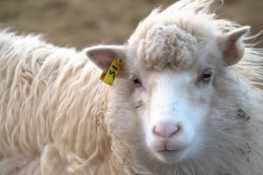 Faroe Adaları doğadaki yaban hayatı 