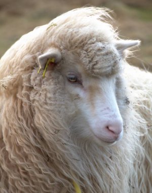 Faroe Adaları doğadaki yaban hayatı 