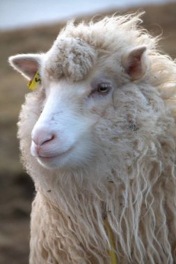 Faroe Adaları doğadaki yaban hayatı 