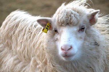 Faroe Adaları doğadaki yaban hayatı 