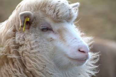 Faroe Adaları doğadaki yaban hayatı 