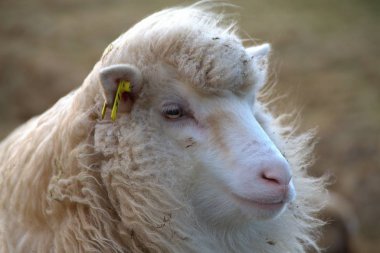 Faroe Adaları doğadaki yaban hayatı 