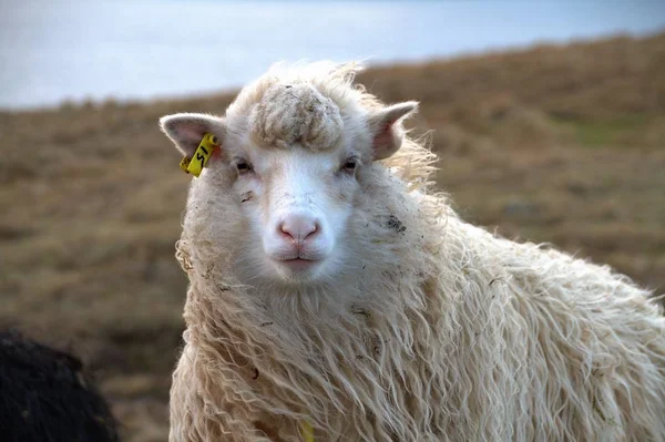 Fauna selvatica nella natura delle Isole Faroe — Foto Stock