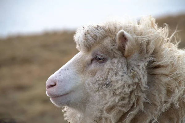 Volně žijících živočichů v přírodě Faerských ostrovů — Stock fotografie