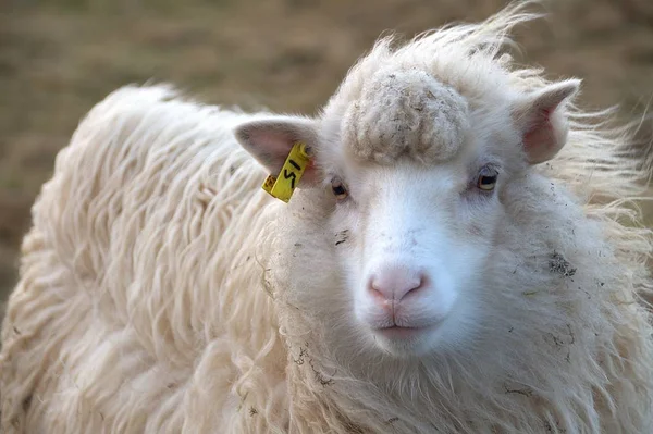 Wilde dieren in de aard van de Faeröer — Stockfoto