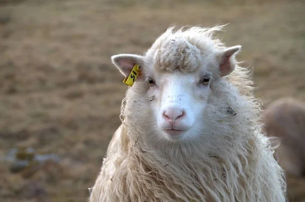 Wilde dieren in de aard van de Faeröer — Stockfoto