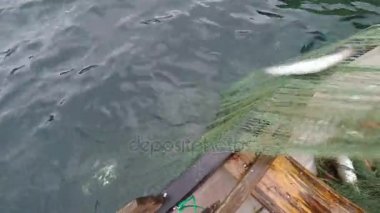 kırsal bölgede balıkçılık 