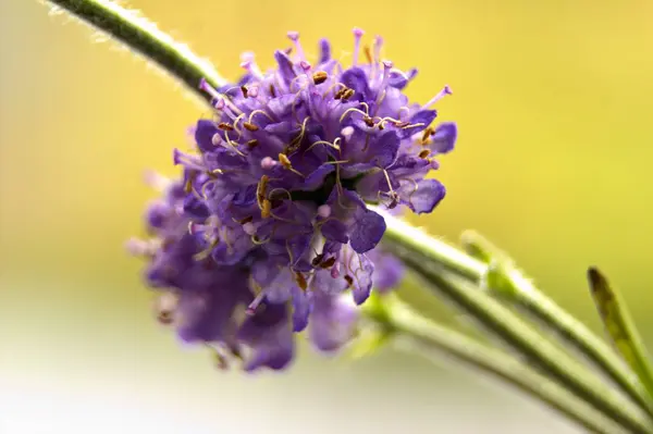 Fioletowy kwiat makro obraz — Zdjęcie stockowe