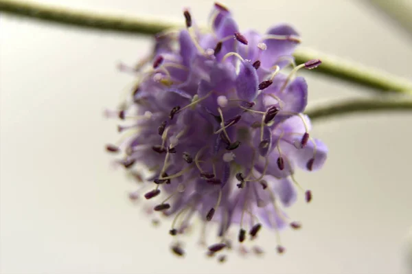 Foto macro di un fiore viola — Foto Stock
