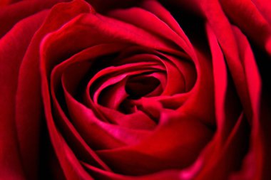 makro resim kırmızı bir çiçek