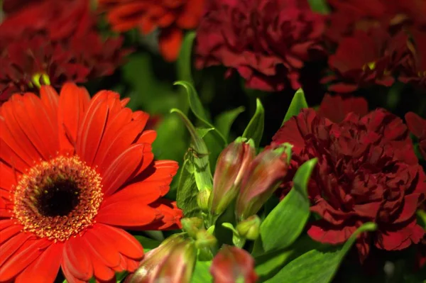 Macro imagen de una flor roja — Foto de Stock