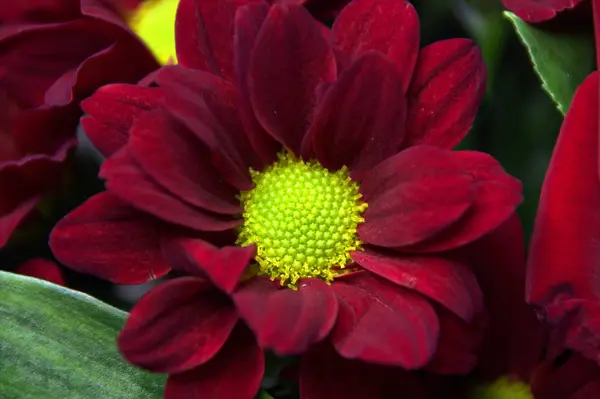 Macro imagen de una flor roja — Foto de Stock