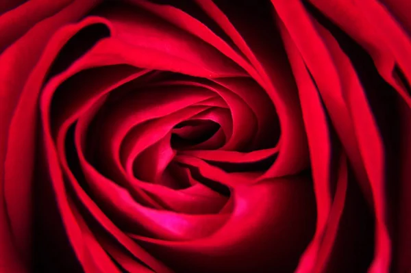 Macro picture of a red flower — Stock Photo, Image