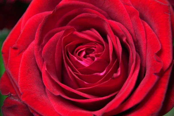赤い花のマクロ写真 — ストック写真