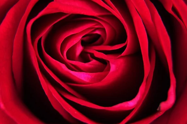 Macro picture of a red flower — Stock Photo, Image