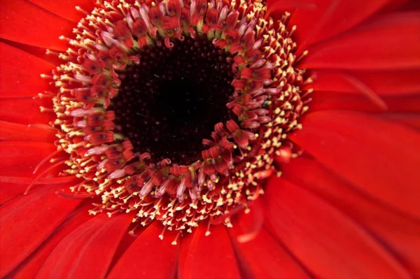 Macro immagine di un fiore rosso — Foto Stock