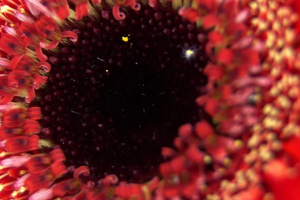 Макро изображение красного цветка — стоковое фото