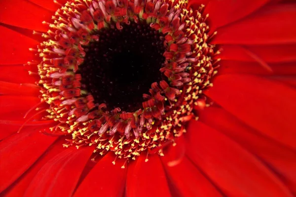 Macro imagen de una flor roja — Foto de Stock