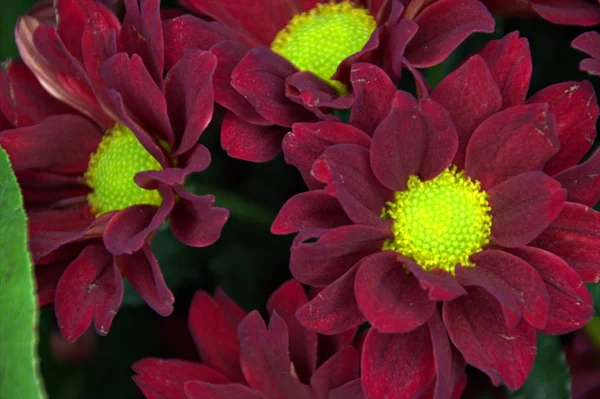 Macro imagen de una flor roja — Foto de Stock